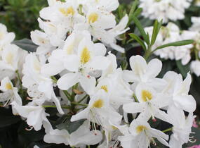 Pěnišník 'Madame Masson' - Rhododendron (T) 'Madame Masson'