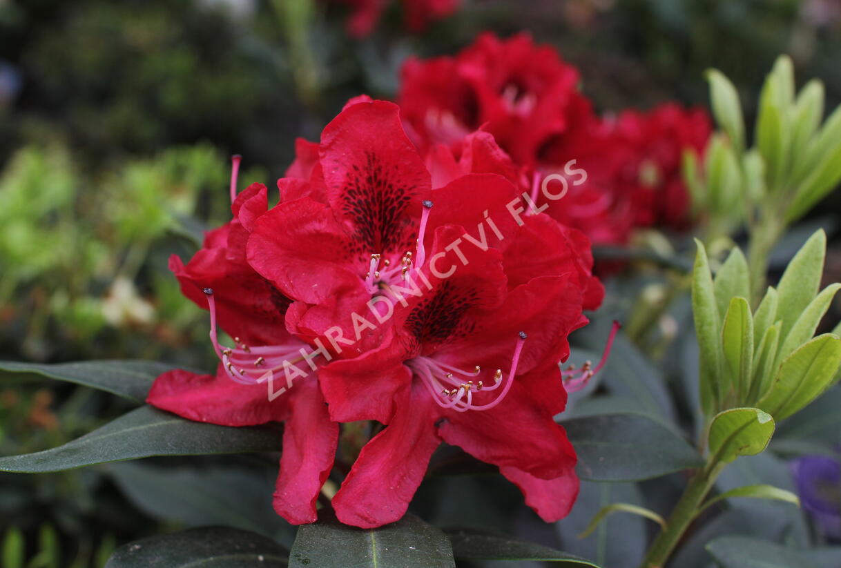 Pěnišník 'Karl Naue' - Rhododendron 'Karl Naue'