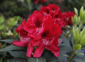 Pěnišník 'Karl Naue' - Rhododendron 'Karl Naue'