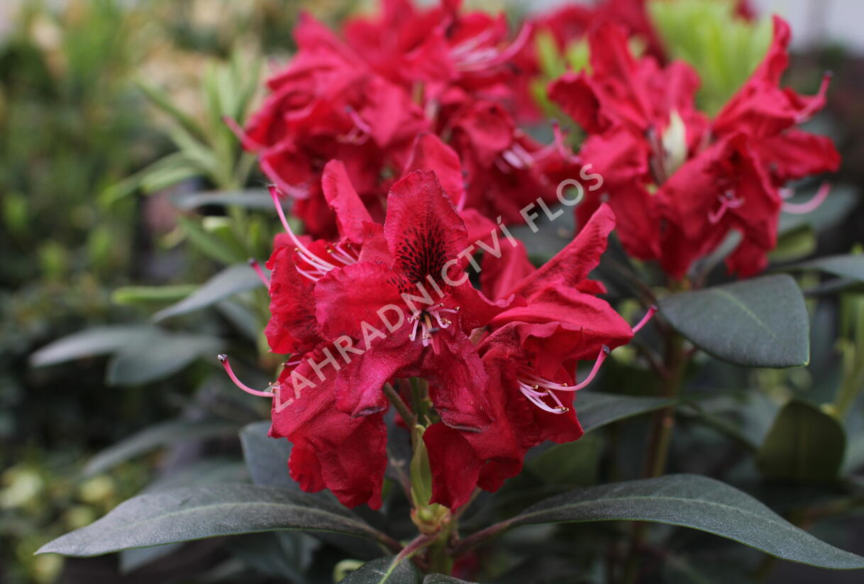 Pěnišník 'Karl Naue' - Rhododendron 'Karl Naue'