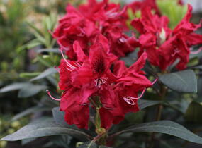 Pěnišník 'Karl Naue' - Rhododendron 'Karl Naue'