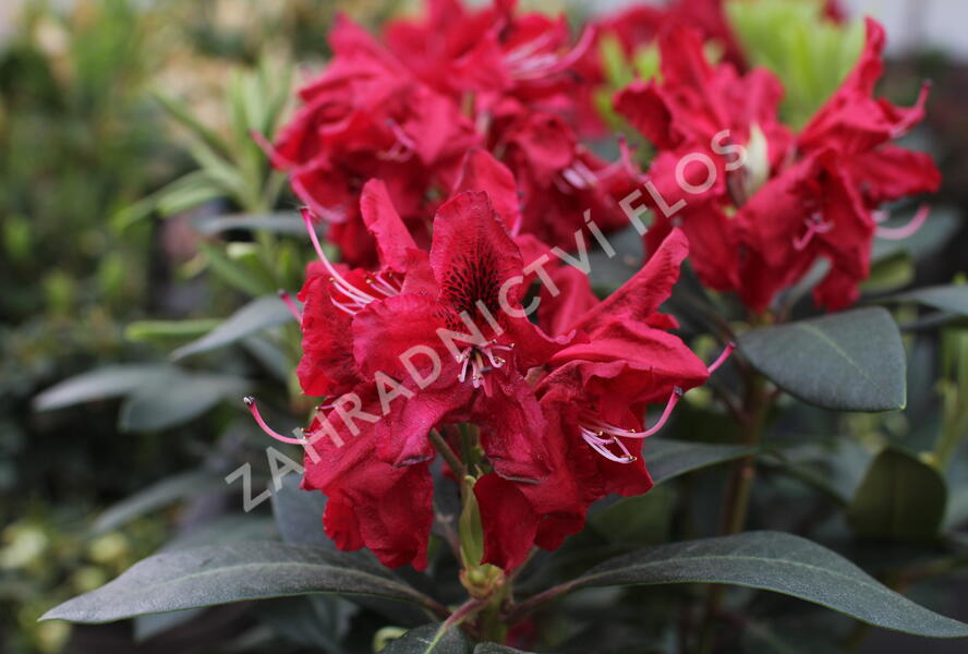Pěnišník 'Karl Naue' - Rhododendron 'Karl Naue'