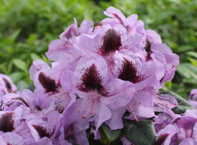 Pěnišník 'Metallica' - Rhododendron (T) 'Metallica'