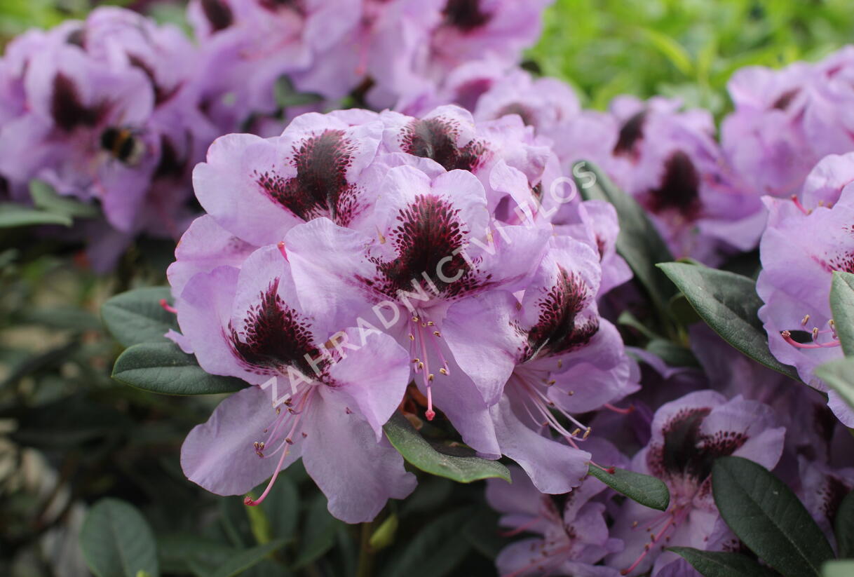 Pěnišník 'Metallica' - Rhododendron (T) 'Metallica'