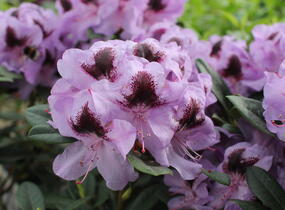Pěnišník 'Metallica' - Rhododendron (T) 'Metallica'