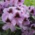 Rhododendron (T) 'Metallica'.JPG