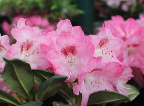 Pěnišník 'Sneezy' - Rhododendron (Y) 'Sneezy'
