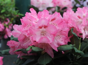 Pěnišník 'Sneezy' - Rhododendron (Y) 'Sneezy'