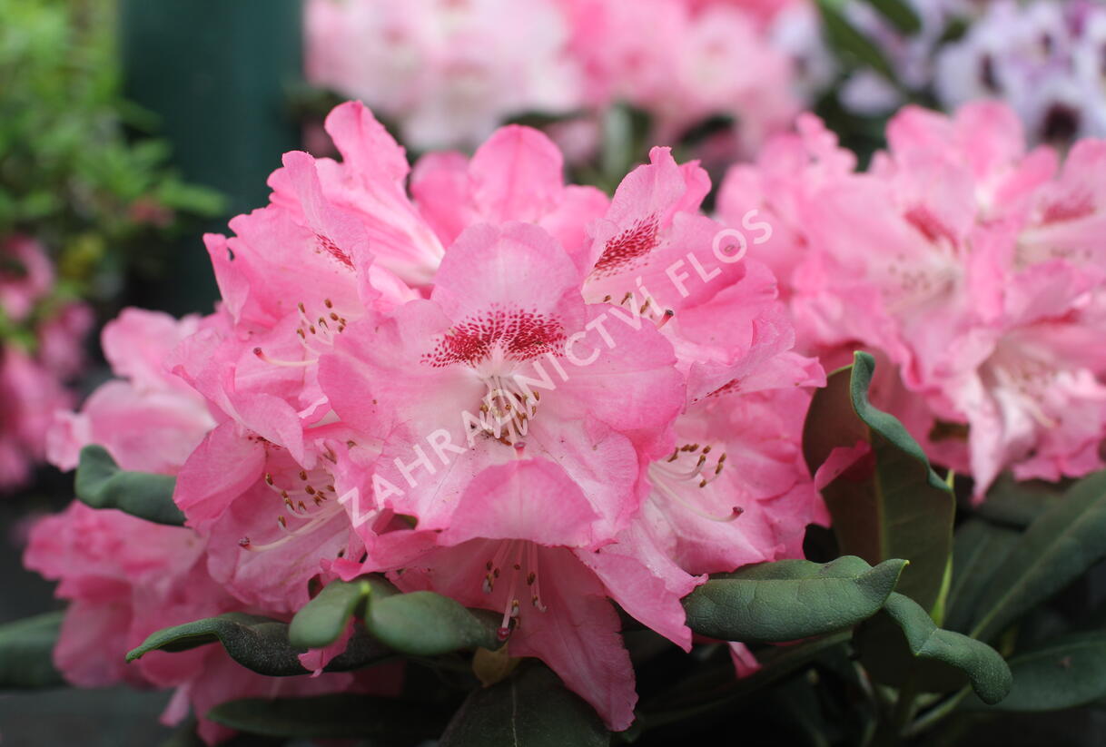Pěnišník 'Sneezy' - Rhododendron (Y) 'Sneezy'