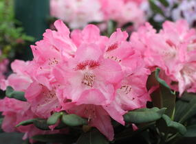 Pěnišník 'Sneezy' - Rhododendron (Y) 'Sneezy'