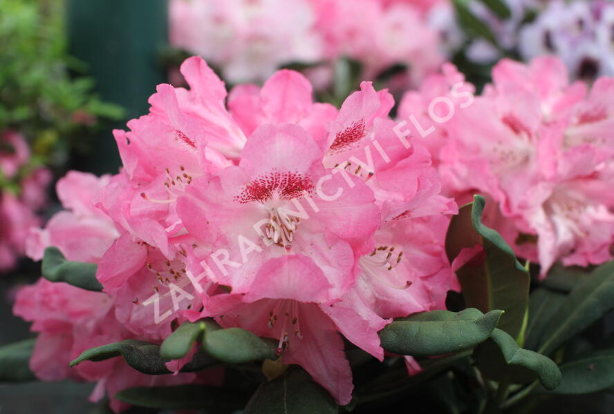 Pěnišník 'Sneezy' - Rhododendron (Y) 'Sneezy'