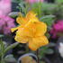 Azalea mollis 'Klondyke'.JPG