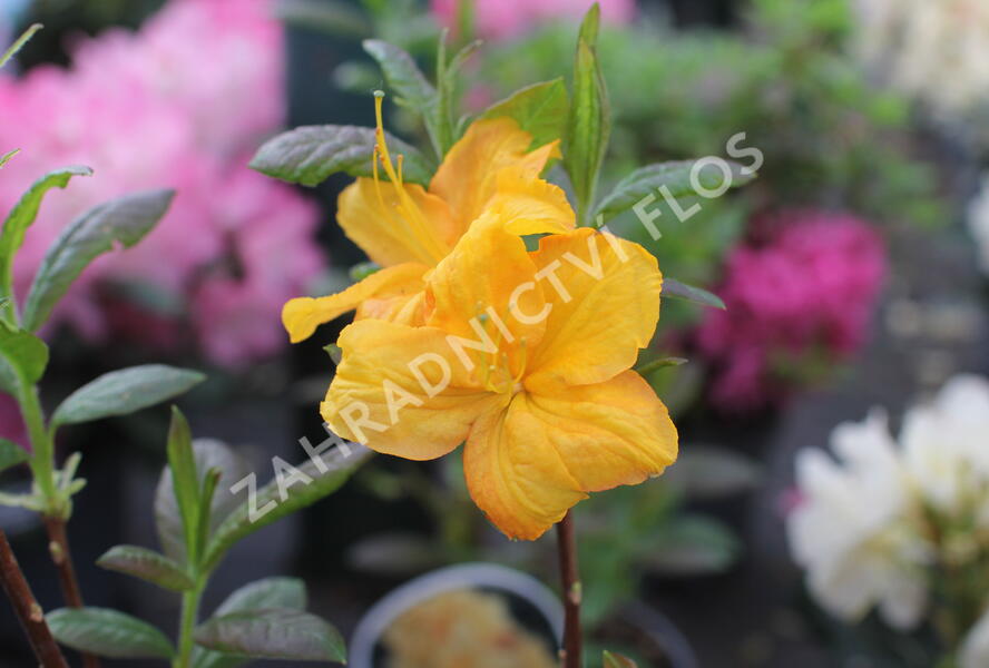 Pěnišník měkký 'Klondyke' - Azalea mollis 'Klondyke'