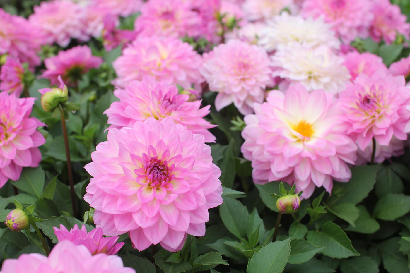 Dahlia XXL ''Cozumel''