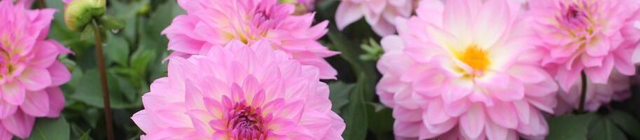 Dahlia XXL ''Cozumel''