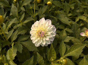 Jiřina 'DahLove Power White Lilac Frost' - Dahlia 'DahLove Power White Lilac Frost'