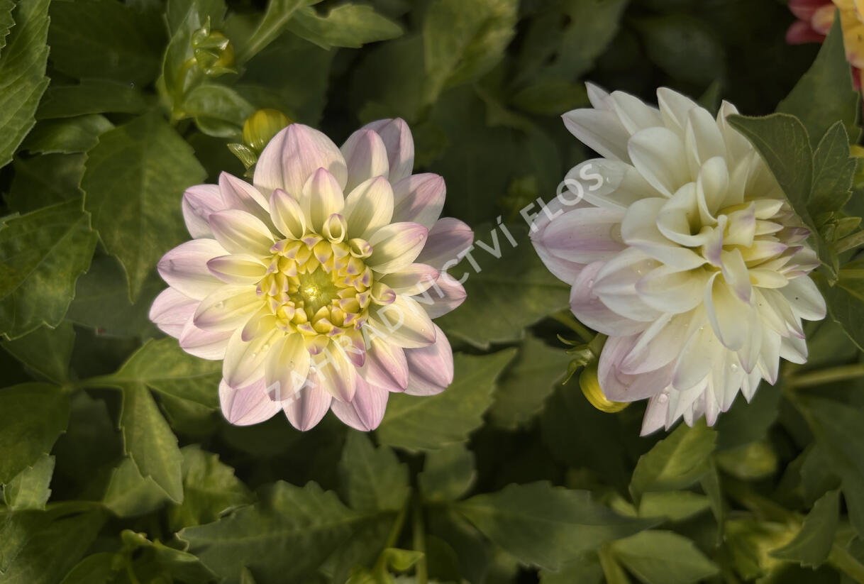 Jiřina 'DahLove Power White Lilac Frost' - Dahlia 'DahLove Power White Lilac Frost'