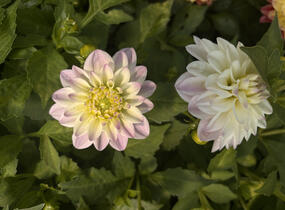 Jiřina 'DahLove Power White Lilac Frost' - Dahlia 'DahLove Power White Lilac Frost'