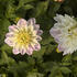 Dahlia 'DahLove Power White Lilac Frost'_+.jpg