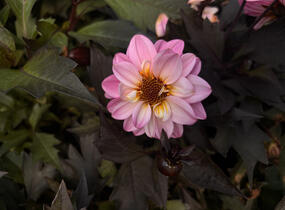 Jiřina 'Lubega Dark Lovely Morning' - Dahlia 'Lubega Dark Lovely Morning'