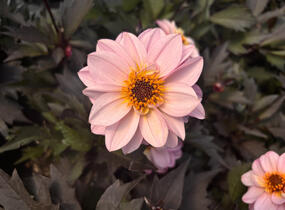 Jiřina 'Lubega Dark Lovely Morning' - Dahlia 'Lubega Dark Lovely Morning'