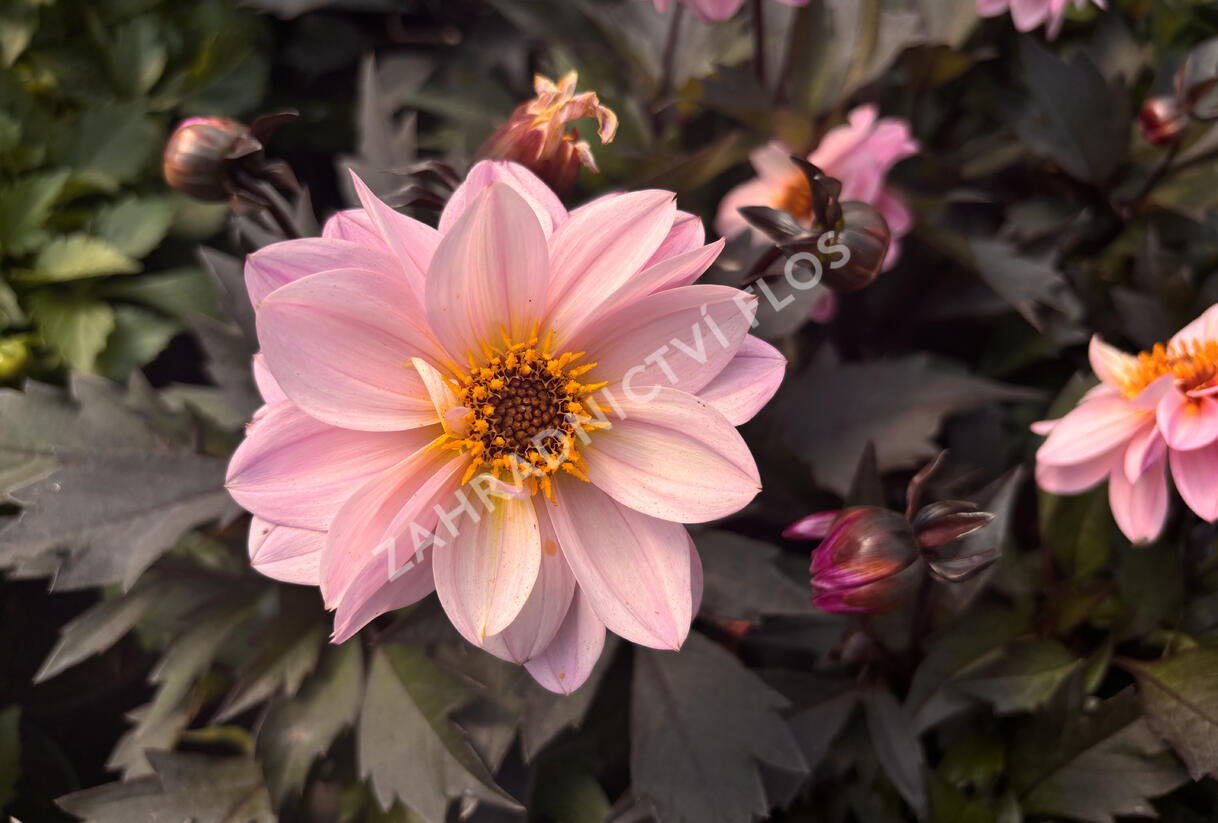 Jiřina 'Lubega Dark Lovely Morning' - Dahlia 'Lubega Dark Lovely Morning'