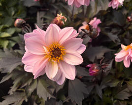Jiřina 'Lubega Dark Lovely Morning'