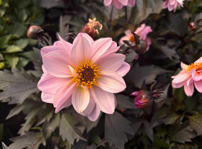 Jiřina 'Lubega Dark Lovely Morning' - Dahlia 'Lubega Dark Lovely Morning'