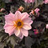 Dahlia 'Lubega Dark Lovely Morning'.jpg