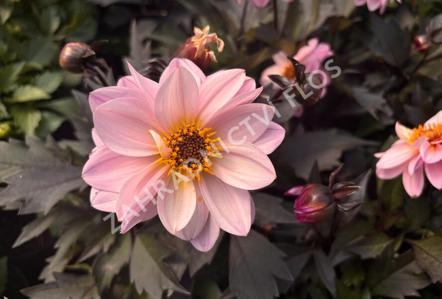 Jiřina 'Lubega Dark Lovely Morning' - Dahlia 'Lubega Dark Lovely Morning'