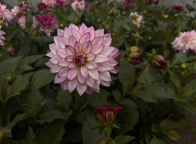 Jiřina 'Lubega XL Cherry Sparkle' - Dahlia 'Lubega XL Cherry Sparkle'