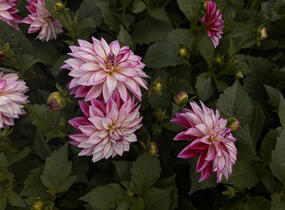 Jiřina 'Lubega XL Cherry Sparkle' - Dahlia 'Lubega XL Cherry Sparkle'