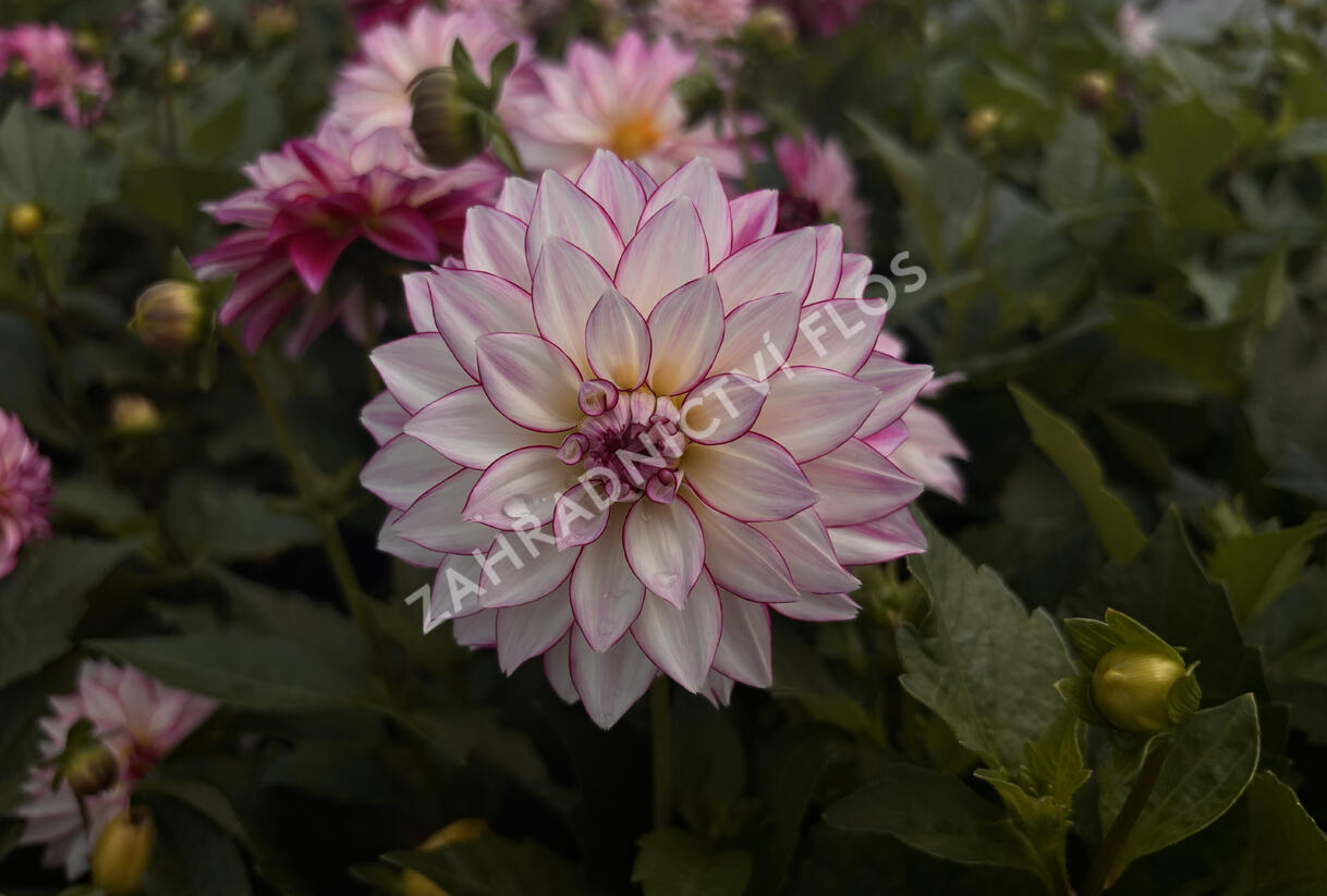 Jiřina 'Lubega XL Cherry Sparkle' - Dahlia 'Lubega XL Cherry Sparkle'