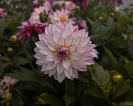 Jiřina 'Lubega XL Cherry Sparkle'