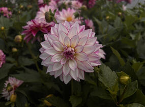 Jiřina 'Lubega XL Cherry Sparkle' - Dahlia 'Lubega XL Cherry Sparkle'