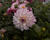 Jiřina 'Lubega XL Cherry Sparkle'