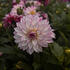 Dahlia 'Lubega XL Cherry Sparkle'.jpg