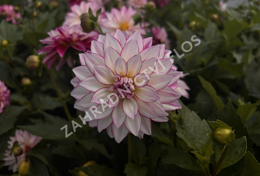 Jiřina 'Lubega XL Cherry Sparkle' - Dahlia 'Lubega XL Cherry Sparkle'