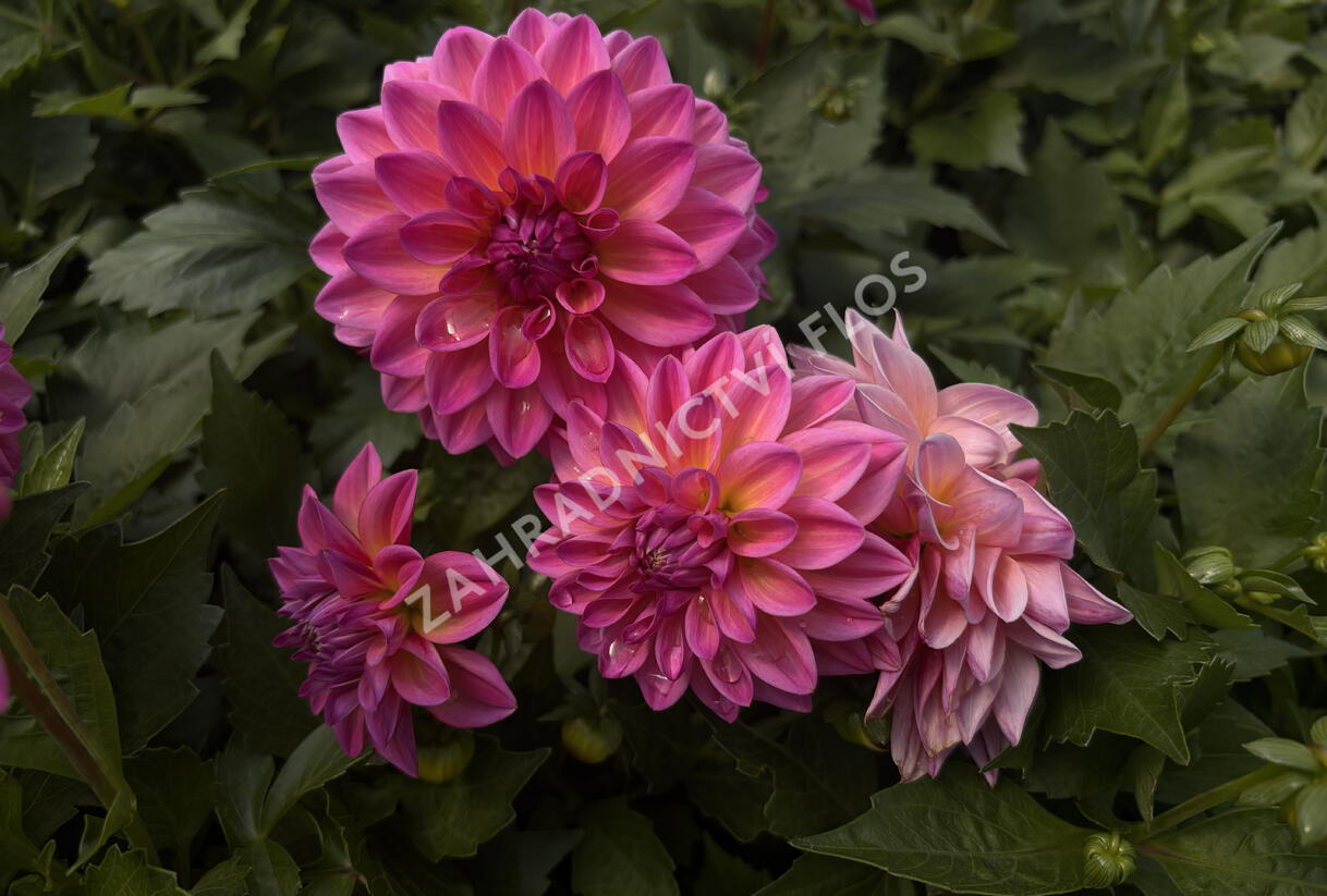 Jiřina 'Lubega XL Maracuja' - Dahlia 'Lubega XL Maracuja'