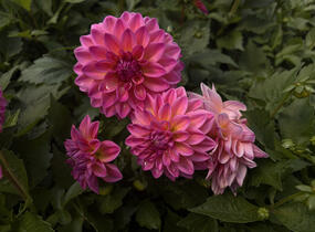 Jiřina 'Lubega XL Maracuja' - Dahlia 'Lubega XL Maracuja'