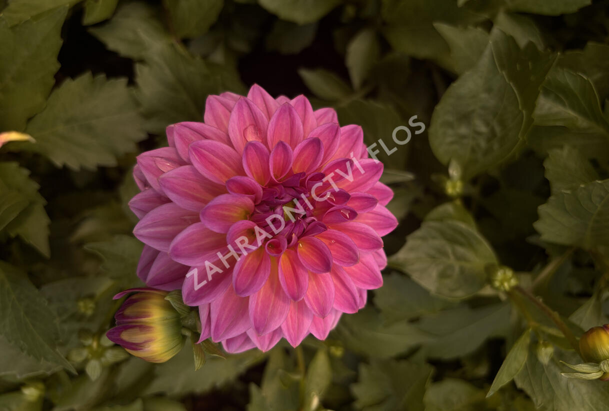 Jiřina 'Lubega XL Maracuja' - Dahlia 'Lubega XL Maracuja'