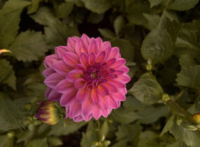 Jiřina 'Lubega XL Maracuja' - Dahlia 'Lubega XL Maracuja'