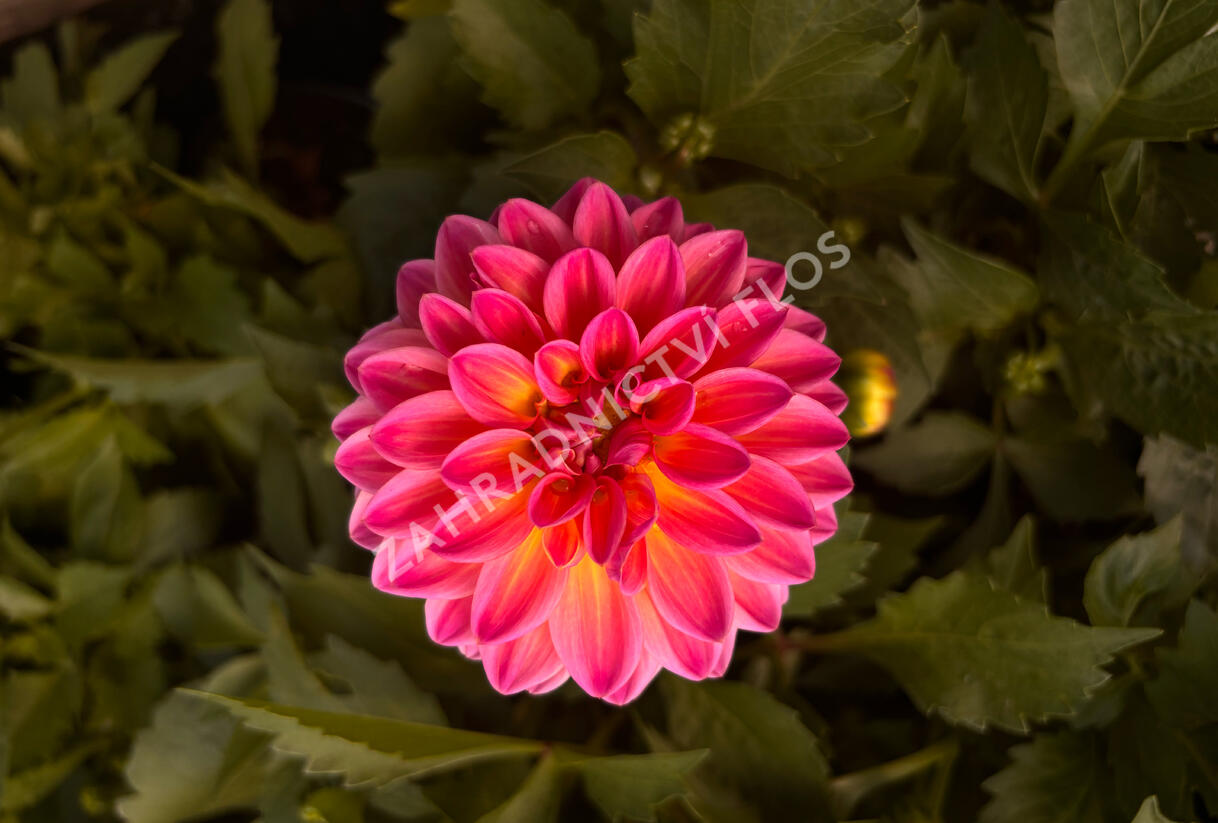 Jiřina 'Lubega XL Maracuja' - Dahlia 'Lubega XL Maracuja'