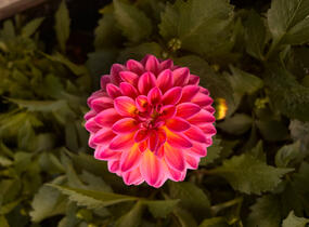 Jiřina 'Lubega XL Maracuja' - Dahlia 'Lubega XL Maracuja'