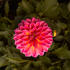 Dahlia 'Lubega XL Maracuja'.jpg