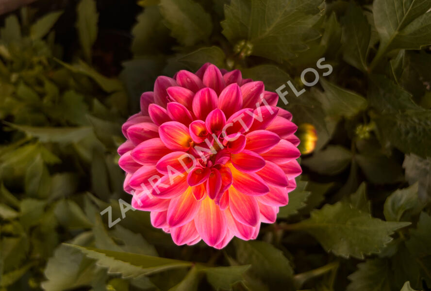 Jiřina 'Lubega XL Maracuja' - Dahlia 'Lubega XL Maracuja'