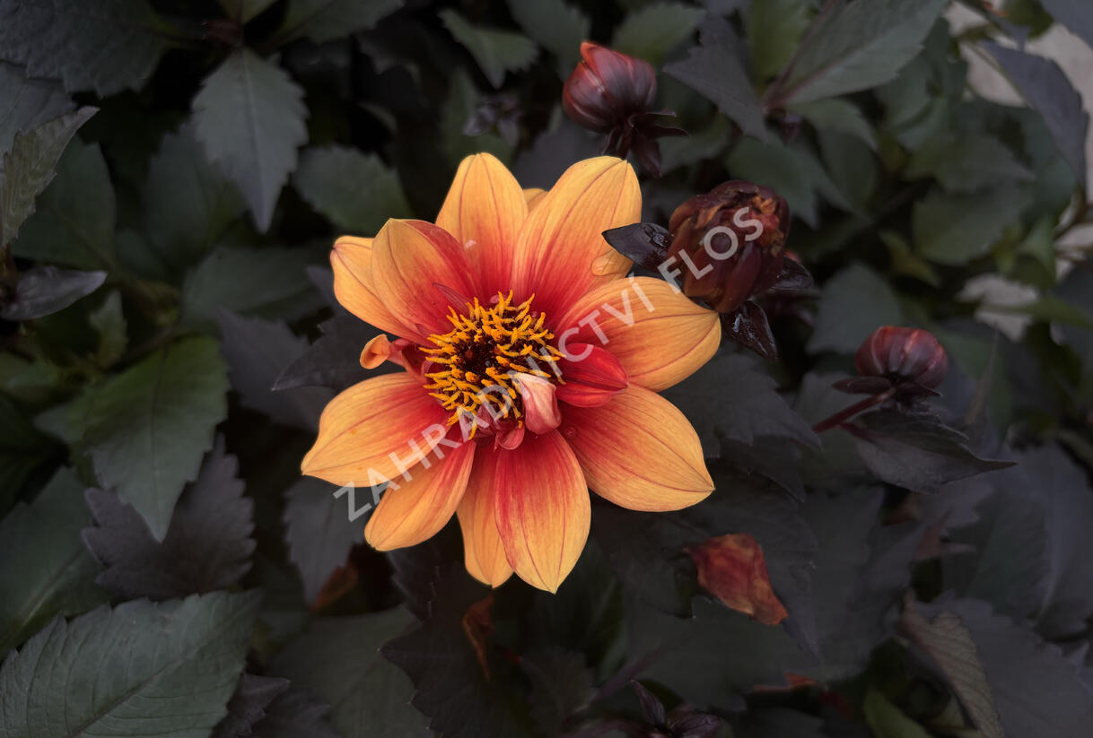 Jiřina 'Lubega Dark Orange Bicolor' - Dahlia 'Lubega Dark Orange Bicolor'