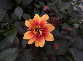 Jiřina 'Lubega Dark Orange Bicolor' - Dahlia 'Lubega Dark Orange Bicolor'