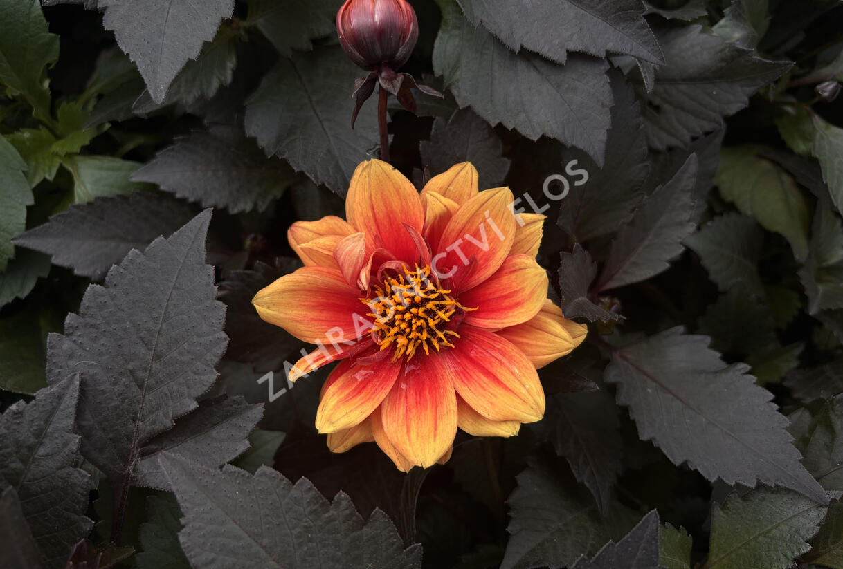 Jiřina 'Lubega Dark Orange Bicolor' - Dahlia 'Lubega Dark Orange Bicolor'