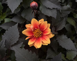 Jiřina 'Lubega Dark Orange Bicolor'